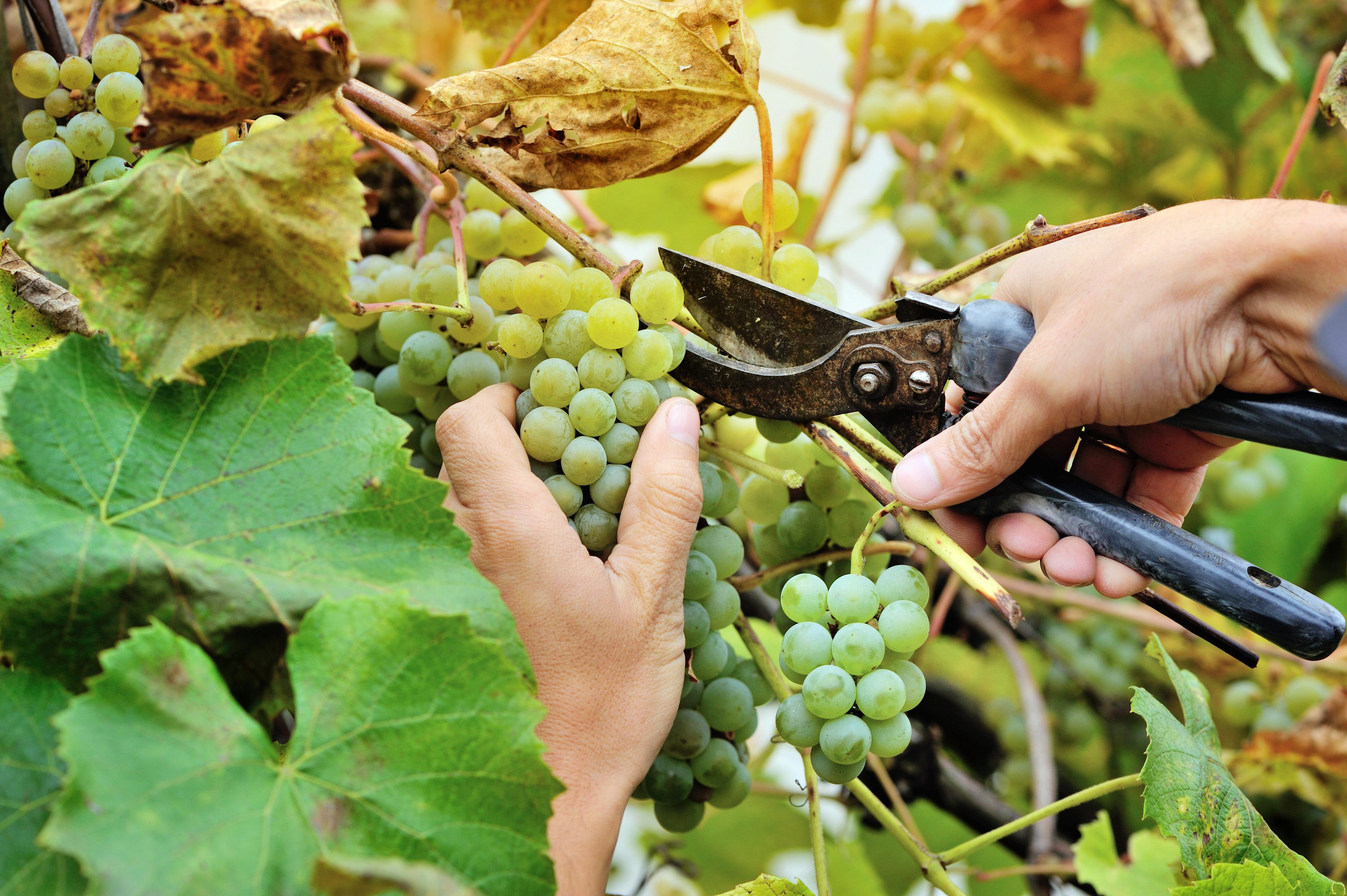 Farmers hands holding and cutting white grape from the vines dur